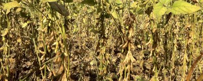 小粒黄豆的栽培技术,播种前要晾晒好种子