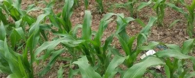 诚信184玉米品种简介,种植密度4500株/亩左右