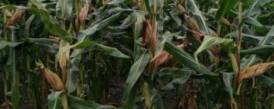 浚单1618玉米种简介，生长周期约为103天左右