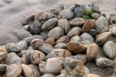 蛤蜊的品种,市面上常见以下10种