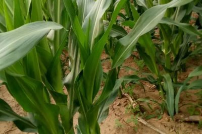 6G3567玉米品种简介,中抗灰斑病