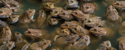 石蛙苗的养殖方法，每天上午、下午均投喂一次