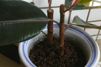 橡皮树春天可以扦插吗，橡皮树春天能扦插