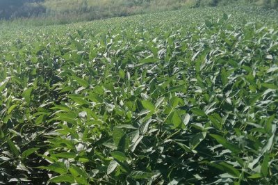 贡夏豆15大豆种子特点，花荚期注意防治豆荚螟及鼠害