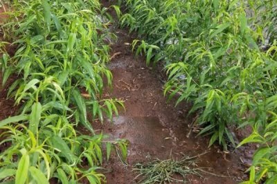 血桃的成熟时间，一般在5-6月份成熟上市