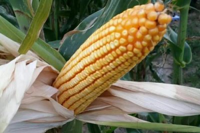 垄悦818玉米种子简介,密度4500—5000株/亩