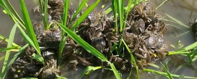 稻田养殖虾蟹的过冬方法,一般是在晴朗的天气进行投喂