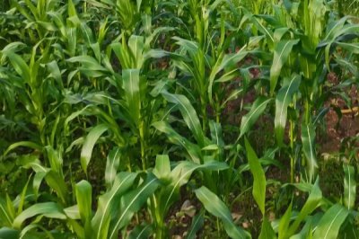 昭黄14号玉米品种的特性