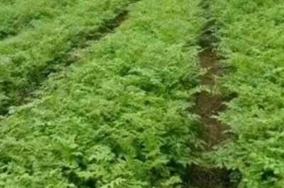 防风的种植条件,在疏松干燥的砂壤土中生长良好