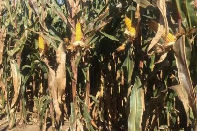 谷育211玉米品种简介,四月上旬播种