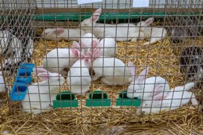 散养100只野兔的成本,总资金需要3万元左右