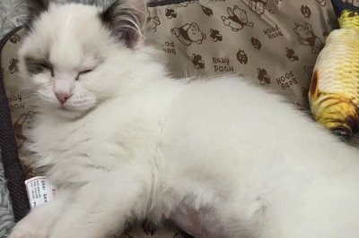 猫传腹的症状,初期表现为食欲不佳、体重下降等