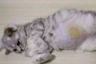 猫传腹的症状,初期表现为食欲不佳、体重下降等