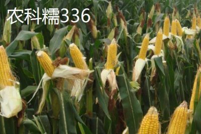 甜糯玉米怎么种植,初春可进行双膜覆盖播种栽培