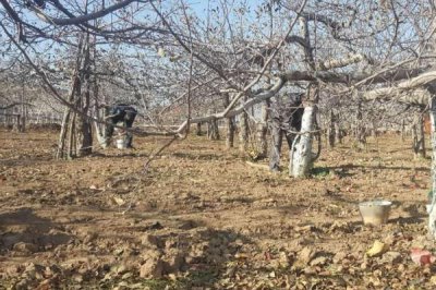 梨树休眠期管理办法,进行冬剪整形的最适宜时间段