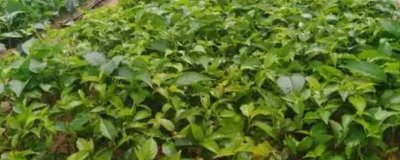 布鲁克斯樱桃苗的价格,不同地区的售价有较大差异