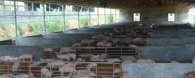 猪舍潮湿处理方法,潮湿情况时常发生