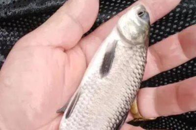 青鱼的养殖技术,培育好饵料之后再开始进行放养