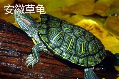 中华草龟分布省份,不同地区的中华草龟有所区别