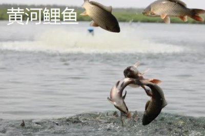 鲤鱼的寿命有多少年,有人把鲤鱼当作神物