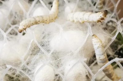 结茧后的蚕如何处理,可放入纸盒中让它们自然蜕变