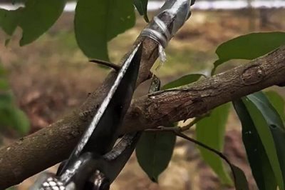 萘乙酸的作用，可以起到疏果、促进生根、防落果等效果