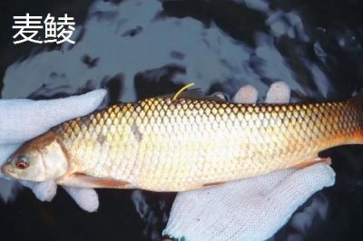 鲮鱼是什么鱼,是常见的淡水鱼类