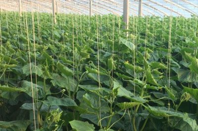 冬春黄瓜受冻的解决措施,让温室内的温度缓慢上升