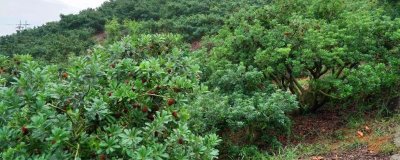 怎么种植杨梅,苗木成活后要剪除主干的顶梢