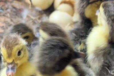 怎么养刚出壳的小鸭子,温度最好保持在30℃