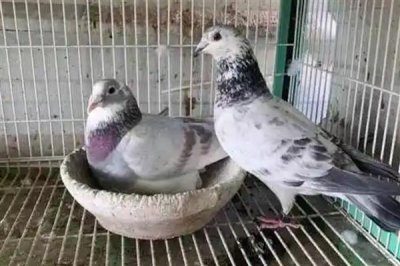 鸽子晚上为什么一直呜呜叫,主要是发情、没有安全感等因素所致