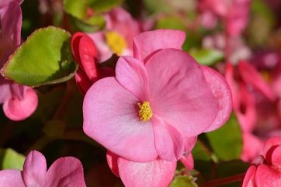 怎么养殖秋海棠，要放在没有直射光的地方养护