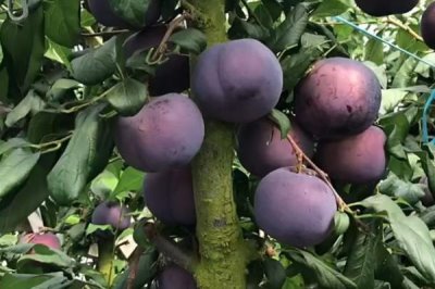 黑霸王李子苗的价格,一棵需要3-6元左右