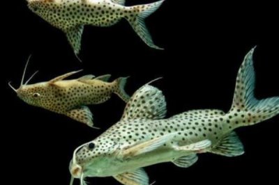 豹斑脂鲶好不好养,难度较低适合新手