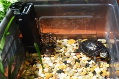 乌龟怎么喂养，要遵循以下四个原则