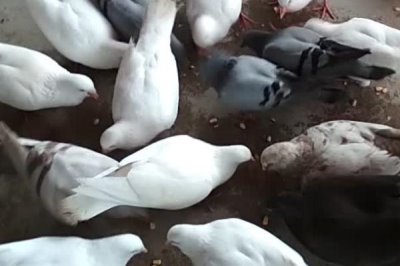 鸽子晚上能看见东西吗,晚上只能看到近距离的东西