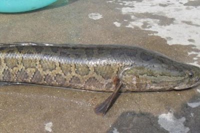 黑鱼是海水鱼还是淡水鱼,是一种淡水底栖性的鱼类