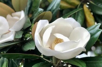 广玉兰的产地分布，在长江流域以南各大城市栽培