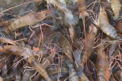 虾有哪些品种,常见的有幽灵虾、罗氏沼虾、澳洲龙虾等
