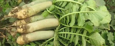 山东潍坊的特产，诸城绿茶是中国国家地理标志产品