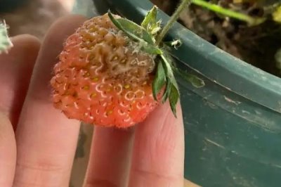 草莓烂果的原因,病害是主要原因之一