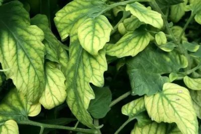 西红柿缺镁的症状,首先会表现出老叶