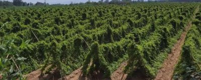 山药的种植方法，选择微酸性至中性土壤为佳