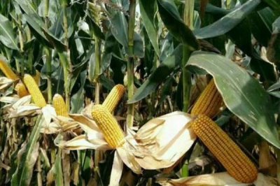 康村玉4号玉米种子简介,中抗茎腐病