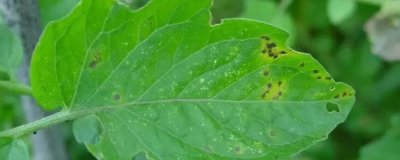 大棚番茄性斑疹病如何防治,反季节栽培的更容易发生病害