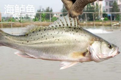 加州鲈鱼是不是海鲈鱼，二者不是同一品种的鱼类