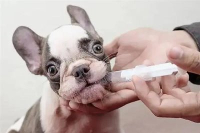 狗狗感冒恢复护理方法，一定要注意给狗狗保暖