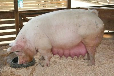 母猪产后不吃食怎么办，根据实际情况采取对应措施