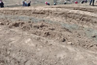 棕榈树的种植技术，需从壮年树上采种