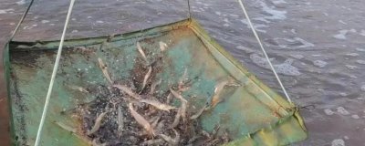 养虾过程中存在的问题,如有发病需及时治疗